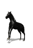 image animée de cheval noir
