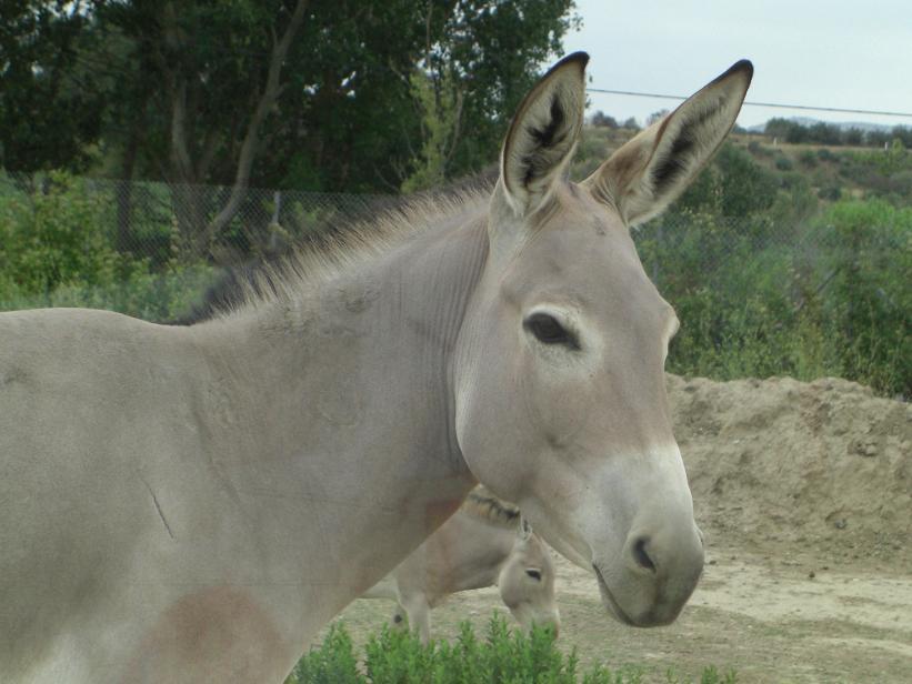 Un âne de Somalie