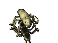 image animée de fourmi