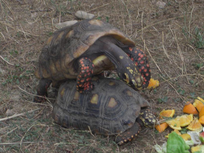 Un accouplement de tortues charbonnières