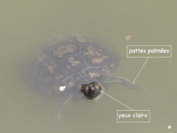 Une tortue de Floride dans l`eau